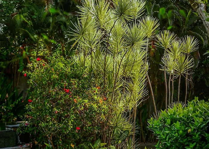 Wayang Retreat Canggu